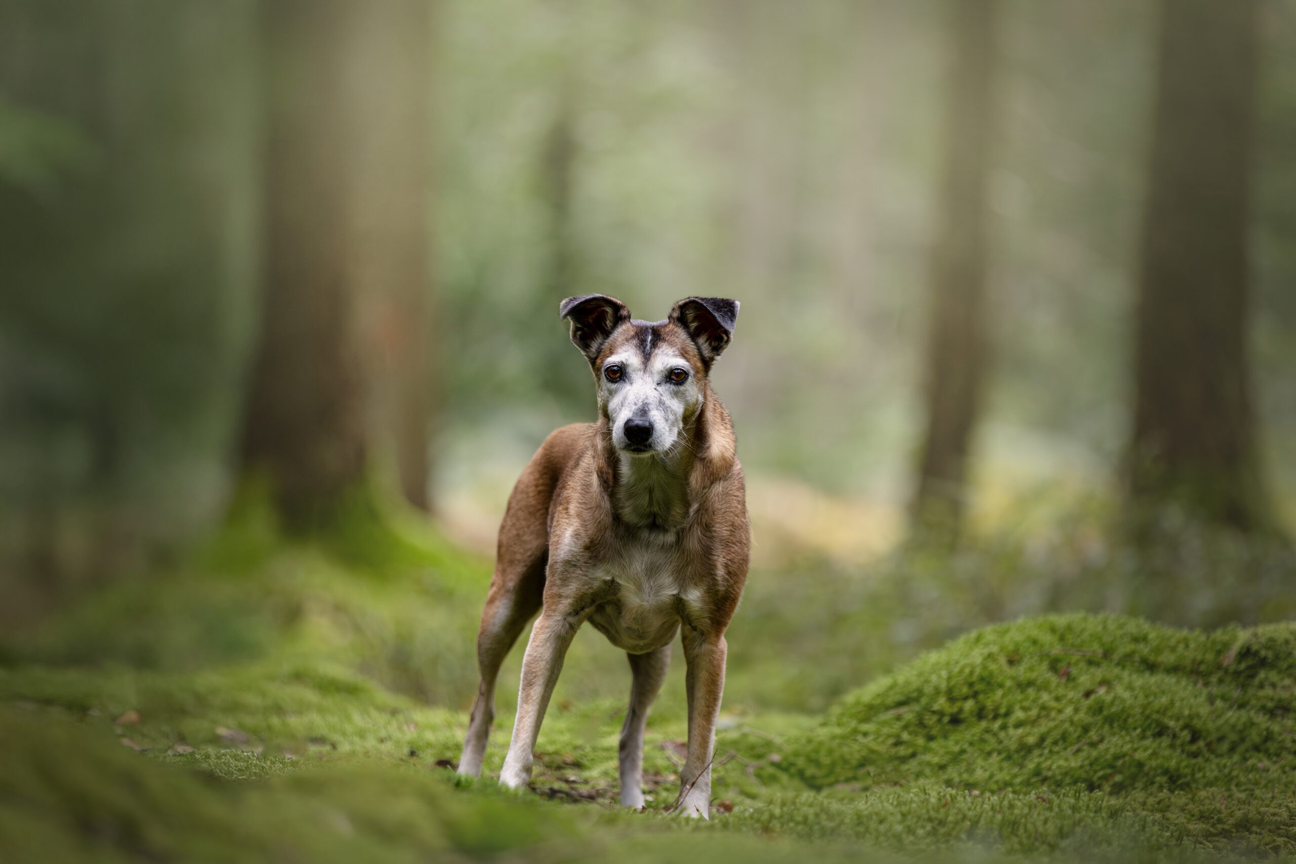 Hundefotograf Trier - Hundeshooting im Wald