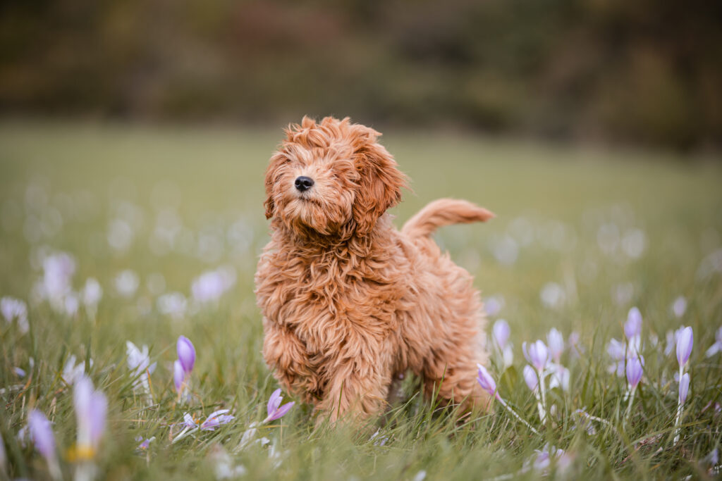 Hundeshooting Walsdorf - Maltipoo in der Blumenwiese