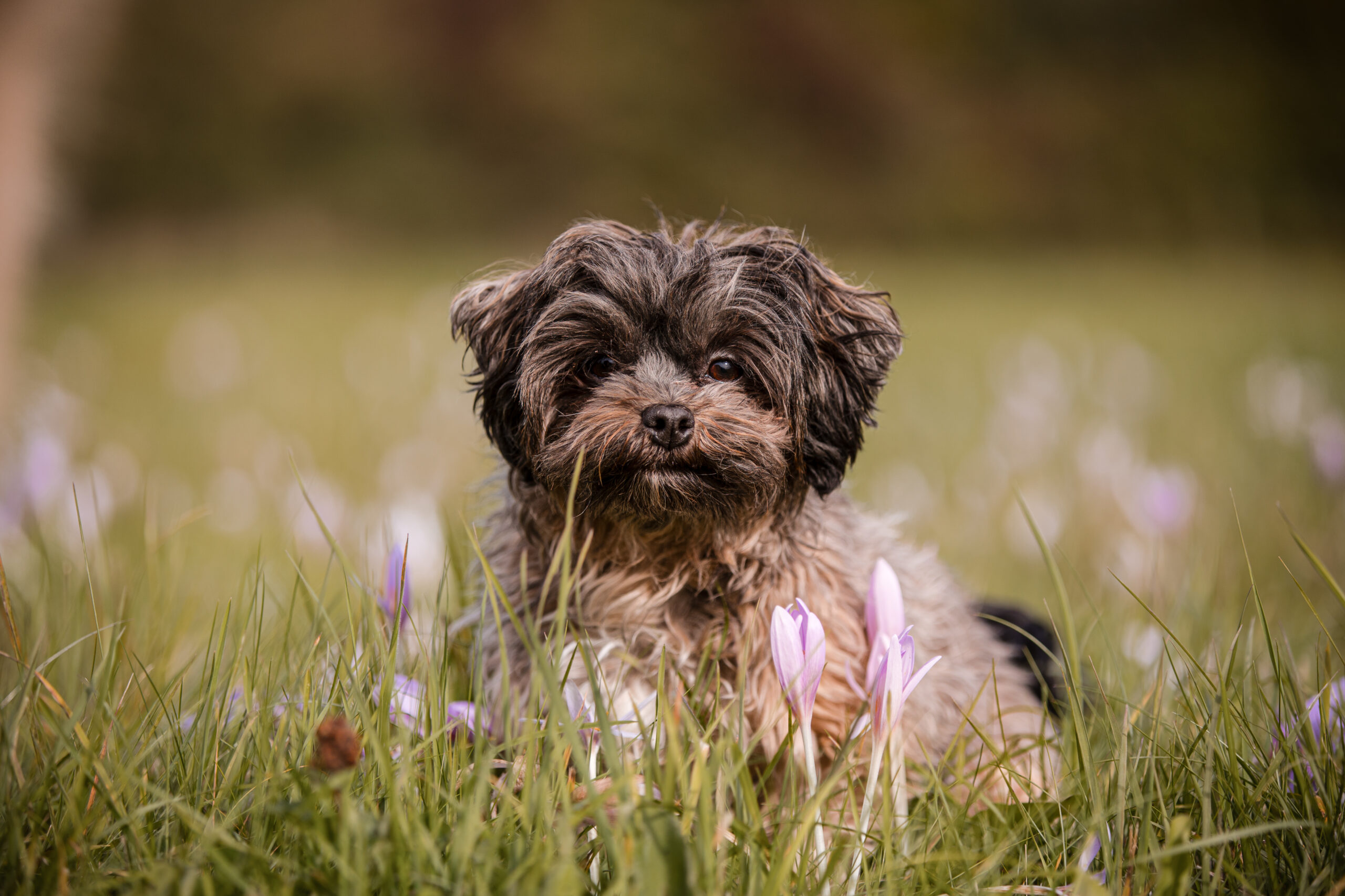 Hundefotograf Tier - Hundeshooting mit Havaneser auf einer Blumenwiese