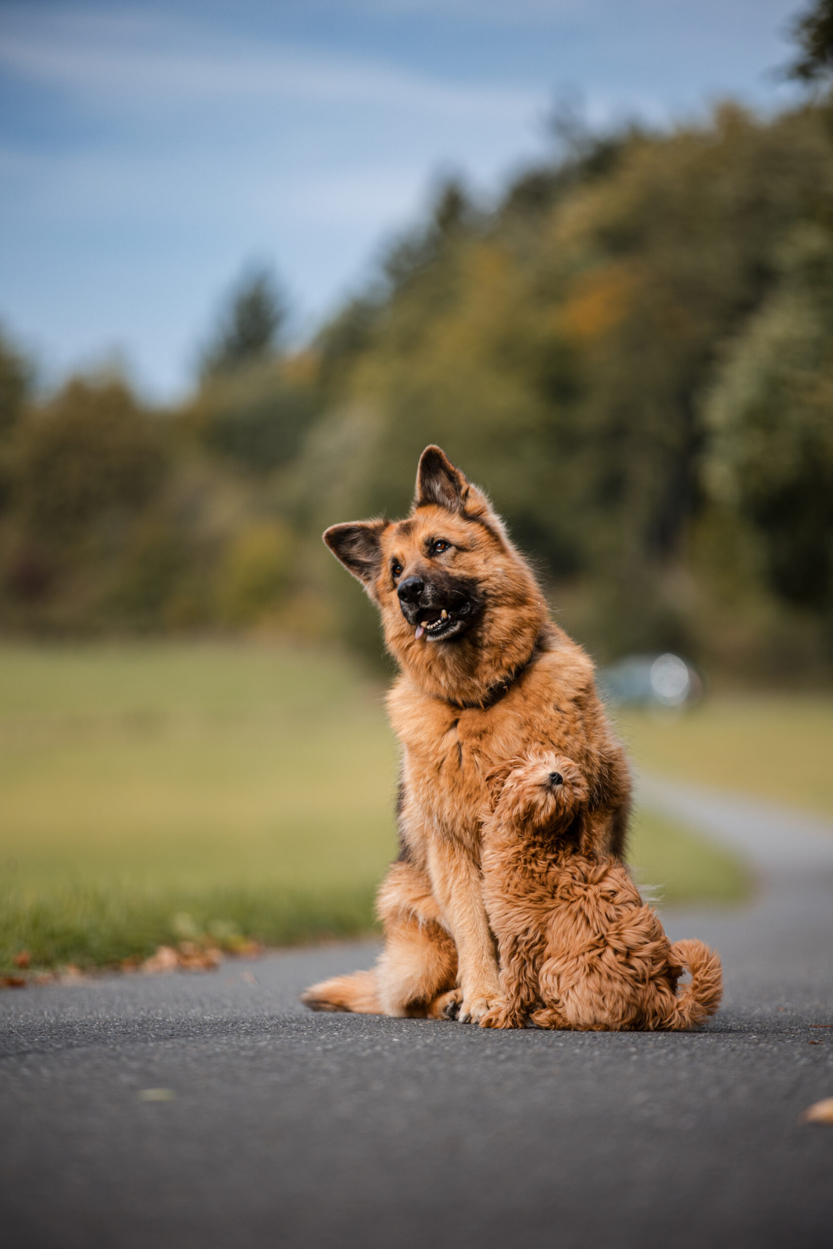 Hundeshooting Gerolstein - Deutscher Schäferhund mit Maltipoo sitzend auf dem Waldweg