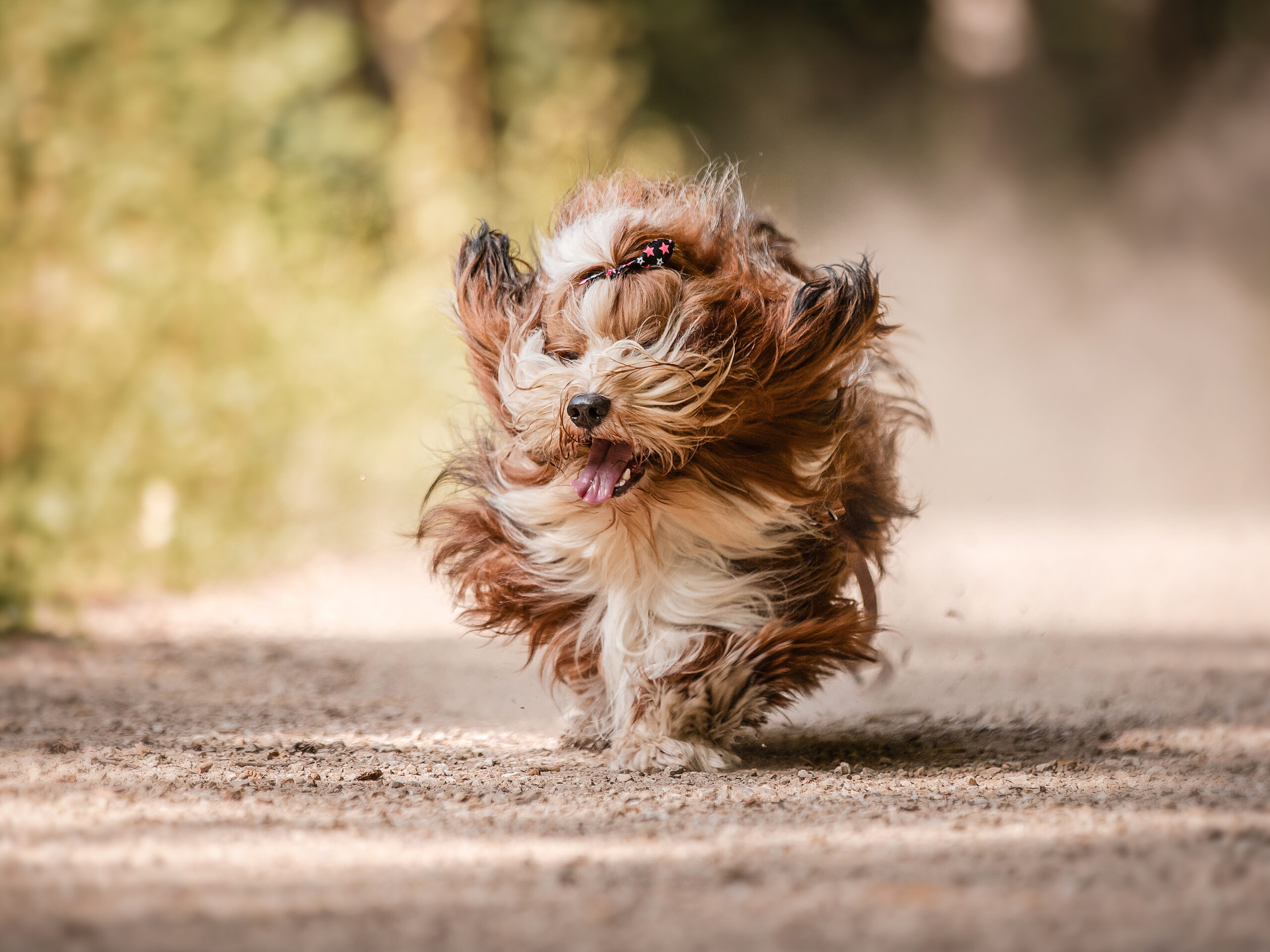 Hundeshooting Nohn - Havaneser Rennbild mit fliegendem Fell