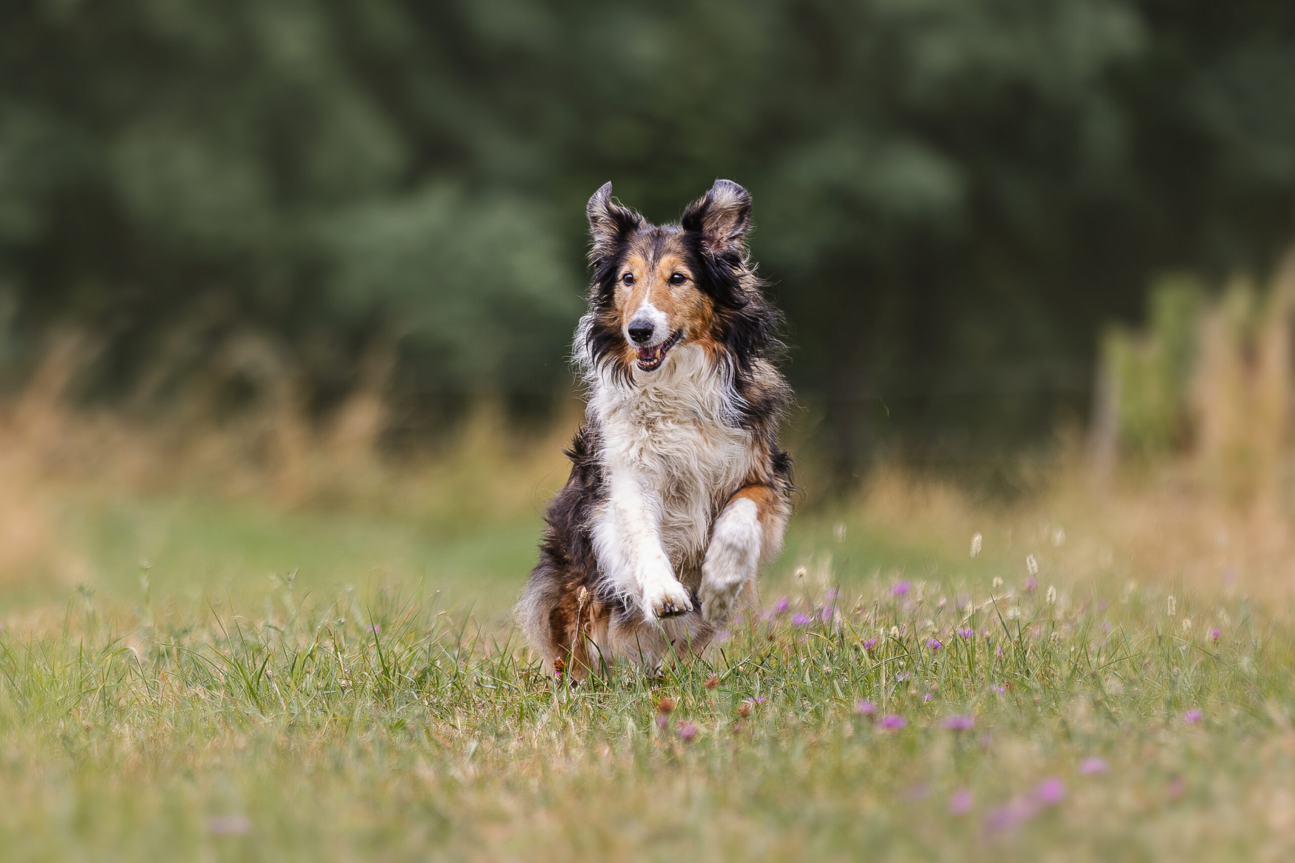 Hundeshooting Blankenheim - Langhaar Collie laufend auf der Wiese