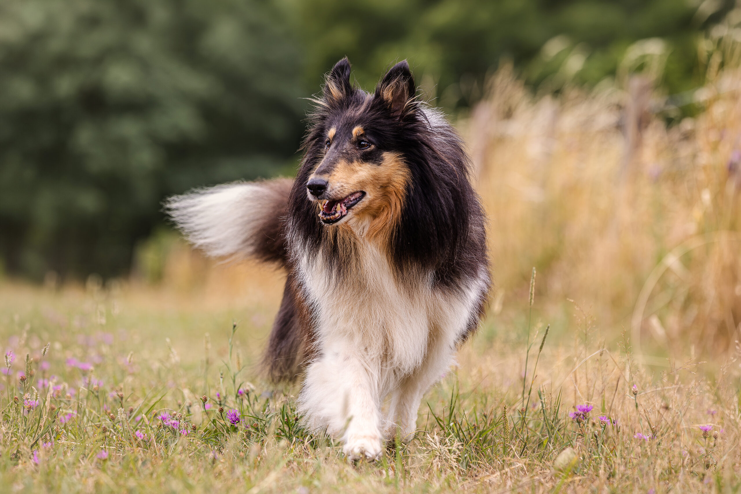 Hundeshooting Blankenheim - Langhaar Collie trabend auf der Wiese