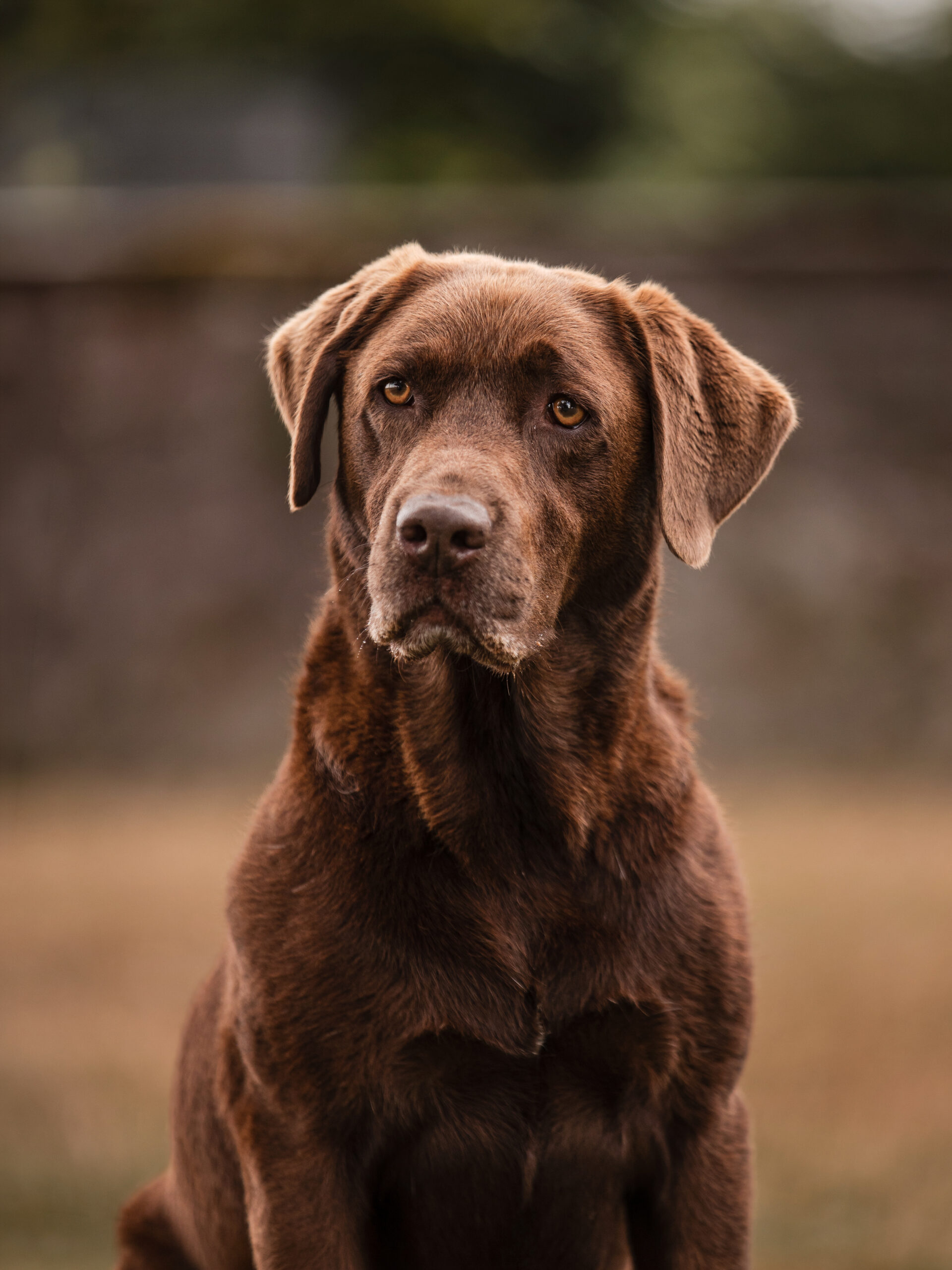 Hundeshooting Daun - Labrador Portrait