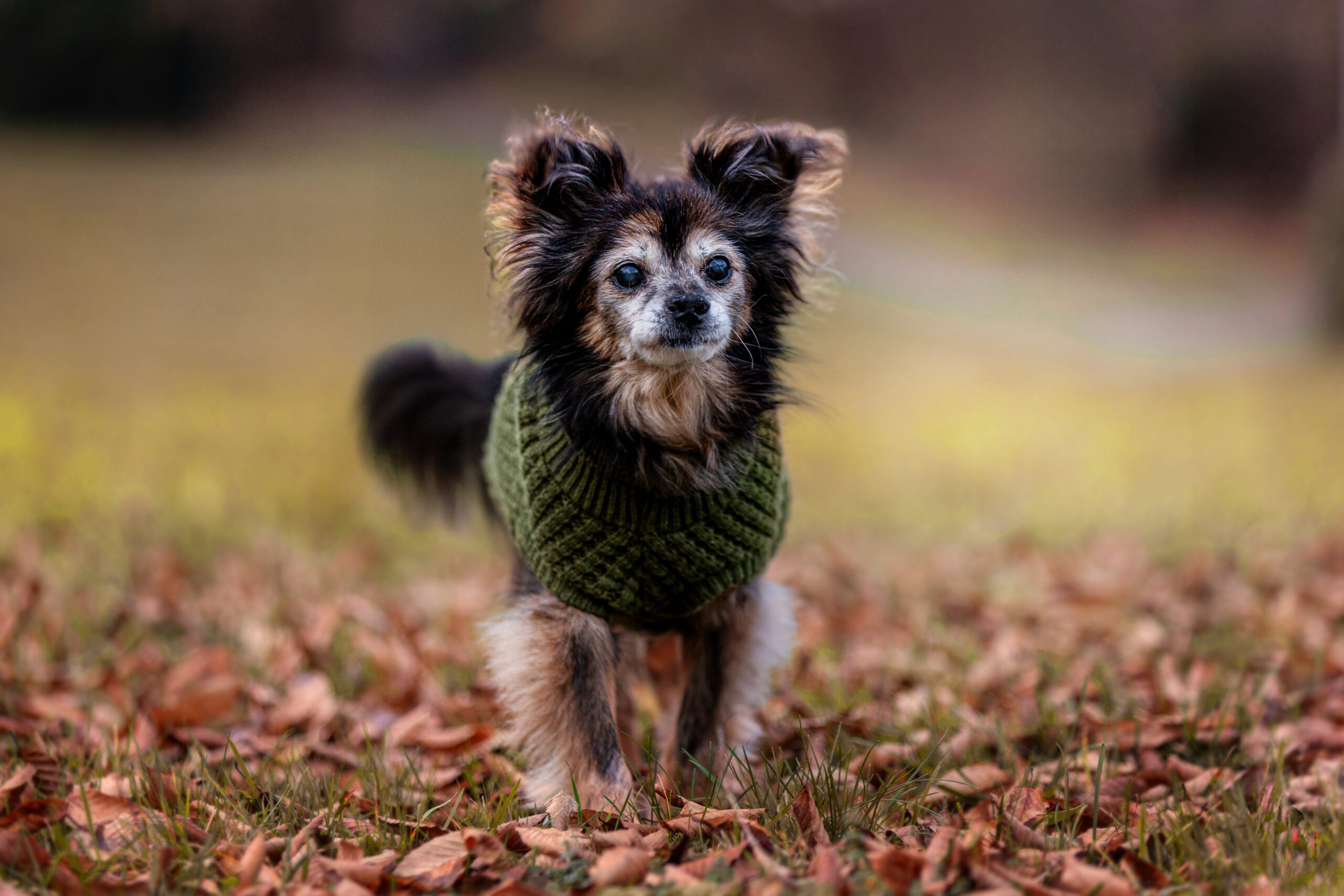 Hundefotograf Trier - Hundeshooting im Herbst
