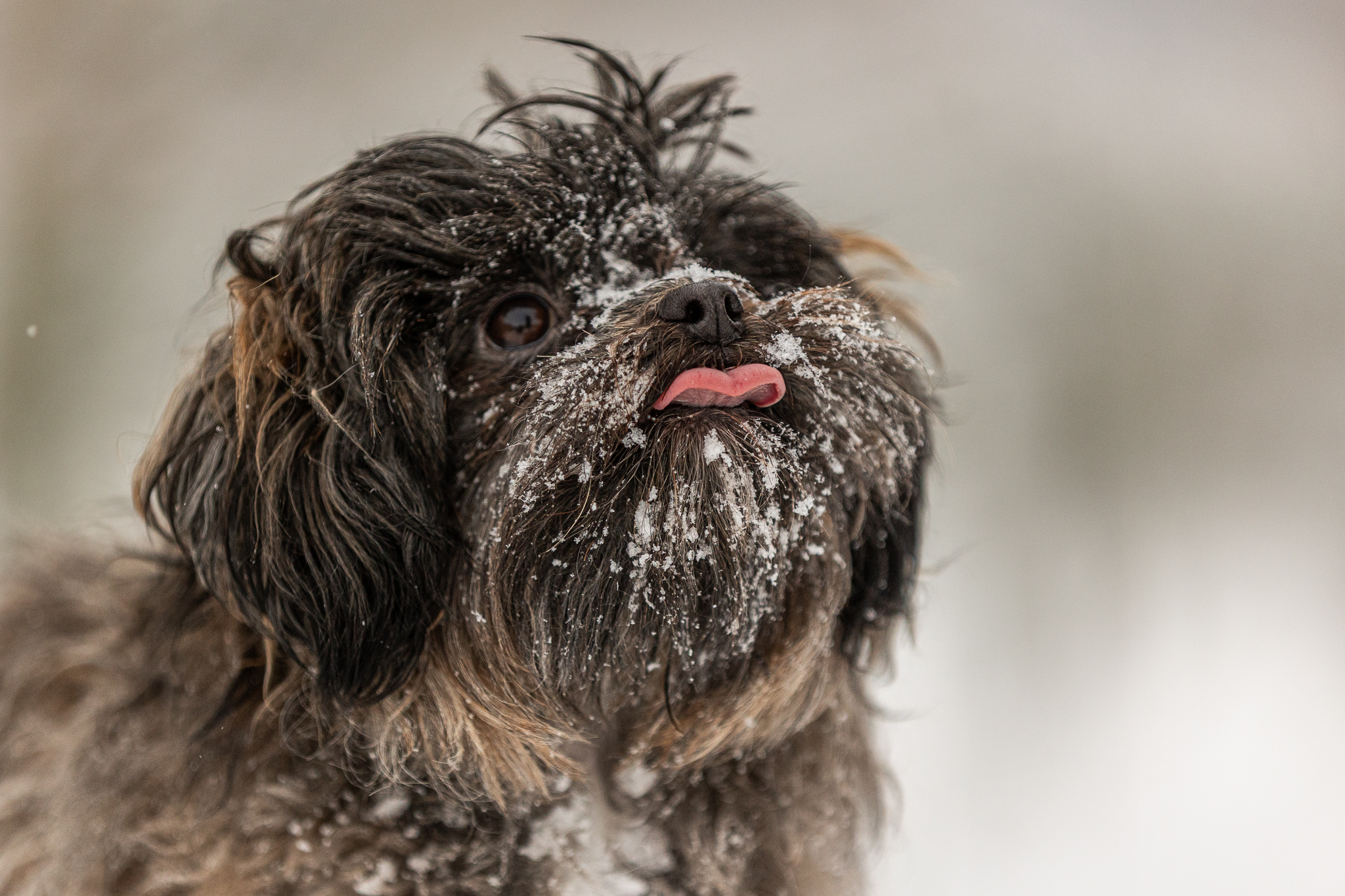 Hundeshooting Daun - Havaneser mit Schnee auf der Nase schaut nach oben und streckt die Zunge raus