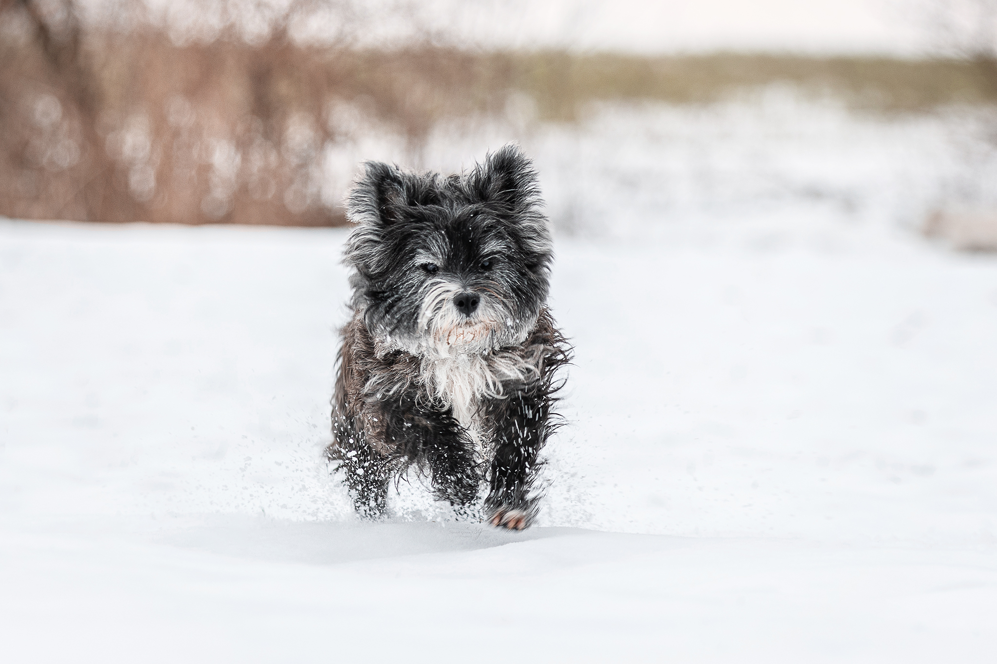 Hundeshooting Köln - Cairn Terrier rennend im Schnee